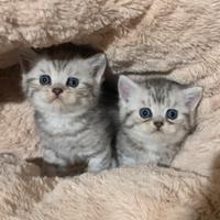 British Shorthair cuccioli