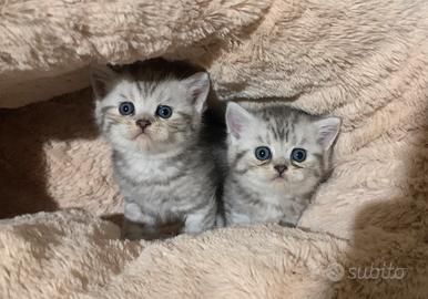 British Shorthair cuccioli