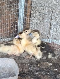 Amanti animali