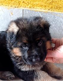 Pastore tedesco cuccioli