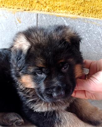 Pastore tedesco cuccioli