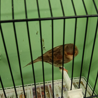 Canarino maschio nero rosso brinato