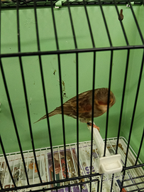 Canarino maschio nero rosso brinato