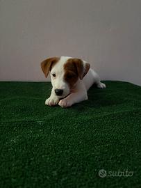 Jack Russell Terrier