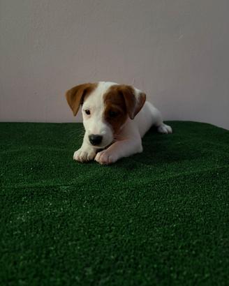 Jack Russell Terrier