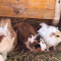 Cavie, porcellini d'india