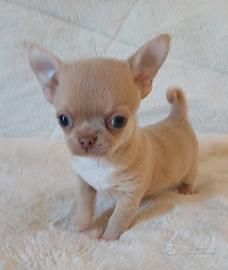 Cucciole chihuahua