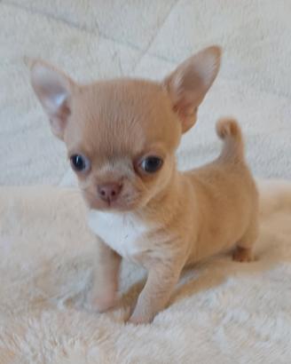 Cucciole chihuahua