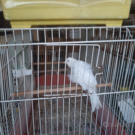 Canarini padovani spettacolari