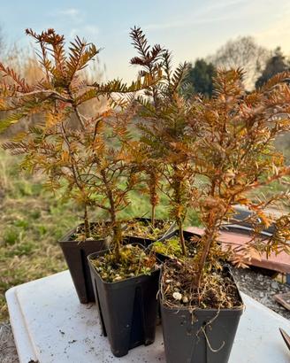 Pre/bonsai