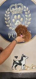 Cucciolata barboncini cuccioli Promo da 700