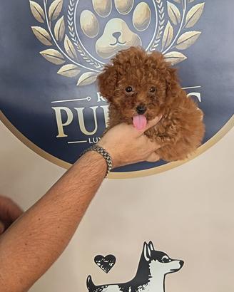 Cucciolata barboncini cuccioli Promo da 700