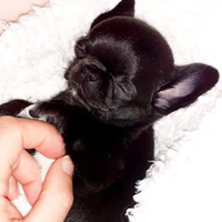 Chihuahua maschietti