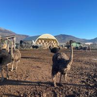 Struzzi riproduttori