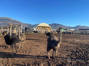 Struzzi riproduttori