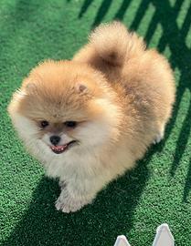 Spitz di Pomerania femmina ENCI FCI