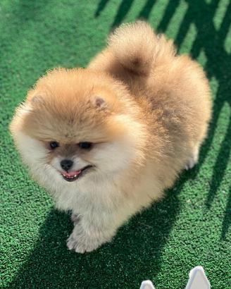 Spitz di Pomerania femmina ENCI FCI