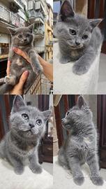 Scottish Fold&Strait