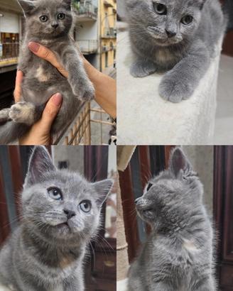 Scottish Fold&Strait