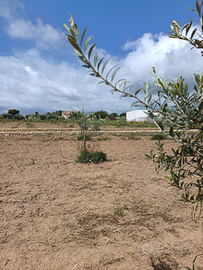 Lotto terreno 1300 mq VIA DEGLI IMPERATORI