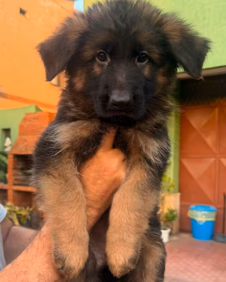 Cucciolo MASCHIO pastore tedesco pelo lungo