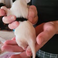 Cuccioli cane razza papillon