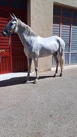 Cavalla PRE