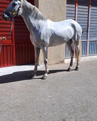 Cavalla PRE