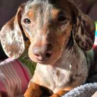 Bassotto accoppiamento monta