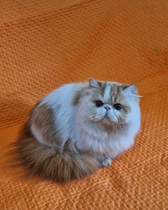 Gatto persiano