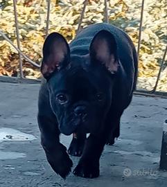 cuccioli disponibili 