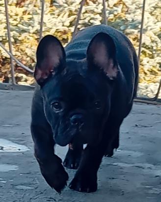 cuccioli disponibili 
