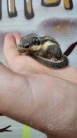 Baby Scoiattolino 