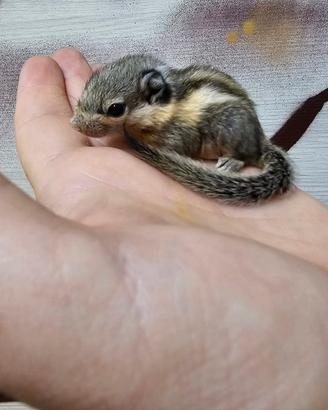 Baby Scoiattolino 