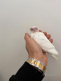 Pullo Calopsite bianco