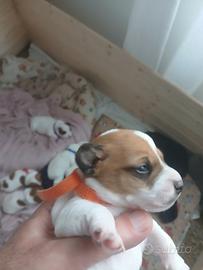Cuccioli jack russell