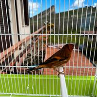 Ibrido di cardellino