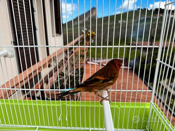 Ibrido di cardellino