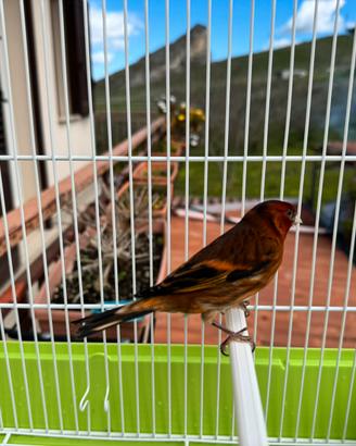 Ibrido di cardellino