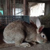 Coniglio da riproduzione