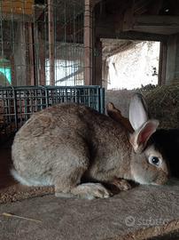 Coniglio da riproduzione