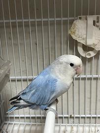 Inseparabili allevati a mano