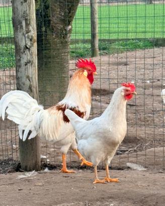 Galline livornesi