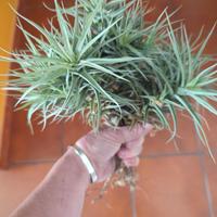 Tillandsia