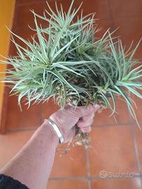 Tillandsia