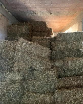 Fieno misto Avena/Sulla/Loietto