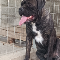 Cane corso per monta