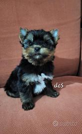 Yorkshire terrier da allevamento ventennale