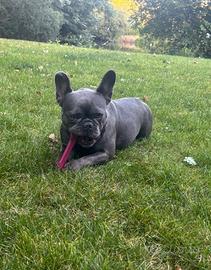 Cuccioli bulldog francese maschi e femmine