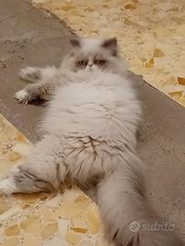 gatto persiano